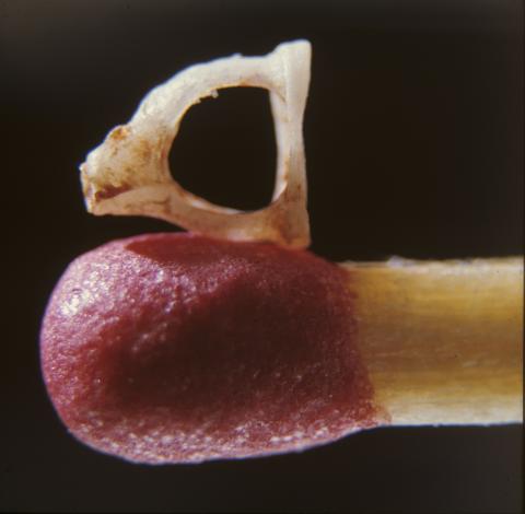 Forfatter: Christian Brahe Pedersen Sider: 90 Bogen kan bestilles hos forfatteren på e-mail: brahe@dadlnet.dk