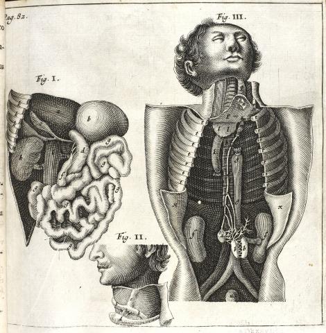 ”Den magre barnemorder”. Ill. viser bl.a. bughulen med de nyfundne chyluskirtler (f) og de fraførende chyluskar (i). Kobberstik af Albert Haelwegh efter forlæg af Karel van Mander.