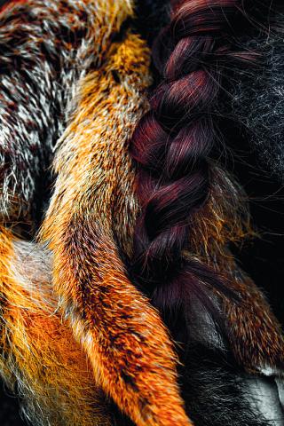 Briternes forkærlighed for fint pelsværk udsatte dem for smitte fra det røde egern, hvis skind var særligt værdsat. Men det lille dyr bar også på spedalskhedsbakterien. Fotro: Colourbox