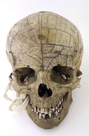 Kranium med inskriptioner til brug ved undervisning i frenologi. Ill: The Wellcome Library, London