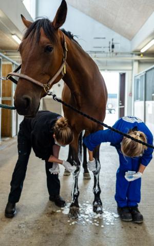 En grundig rengøring og desinfektion går forud for indgrebet. Heste er ekstremt meget mere følsomme for infektioner end mennesker. Og det gælder især i led og bughule. Derfor holder dyrlægerne en langt højere hygiejne standard end læger. Foto: Kristian Walters