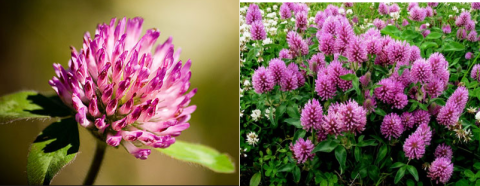 Fermenteret rødkløverekstrakt indeholder bioaktive isoflavoner, som er en mulig behandling for østrogenmangel hos peri- og postmenopausale kvinder.