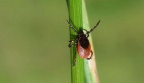 Voksen hunskovflåt (Ixodes ricinus).