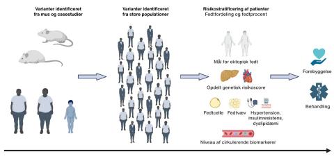 Udviklingen i den genetiske information om overvægt, og hvordan denne information bl.a. kan anvendes til risikostratificering i fremtiden. Illustration udarbejdet med BioRender.com. Nb. Illustration er ændret d. 19.10.2022 ifht.. oprindelig og trykt publicering 17.10.2022.